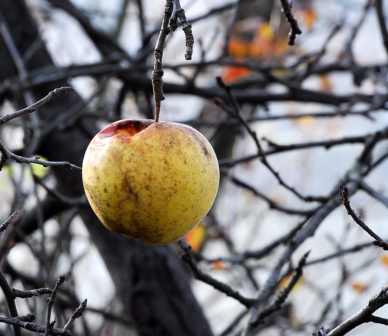 Pomme.