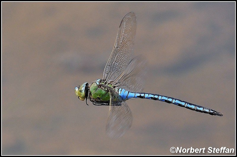 Königslibelle Männchen (Anax imperator)