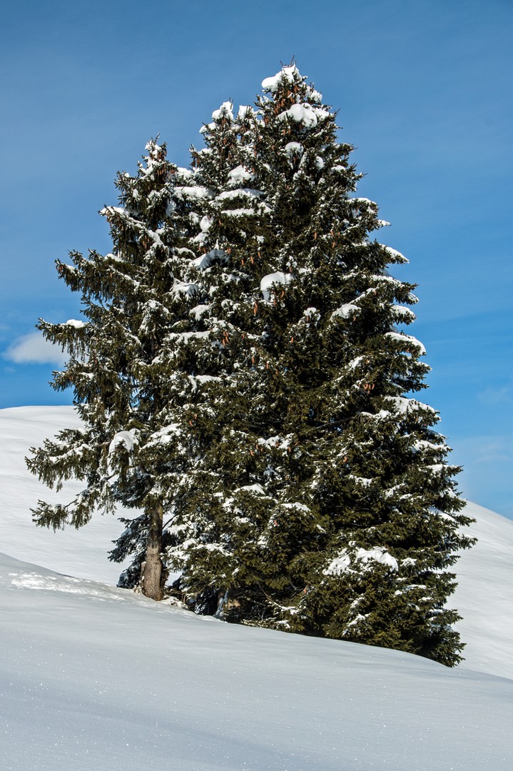 Drillinge in Weiss Grün