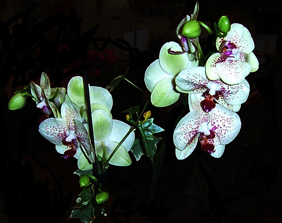 Orchideenblüten