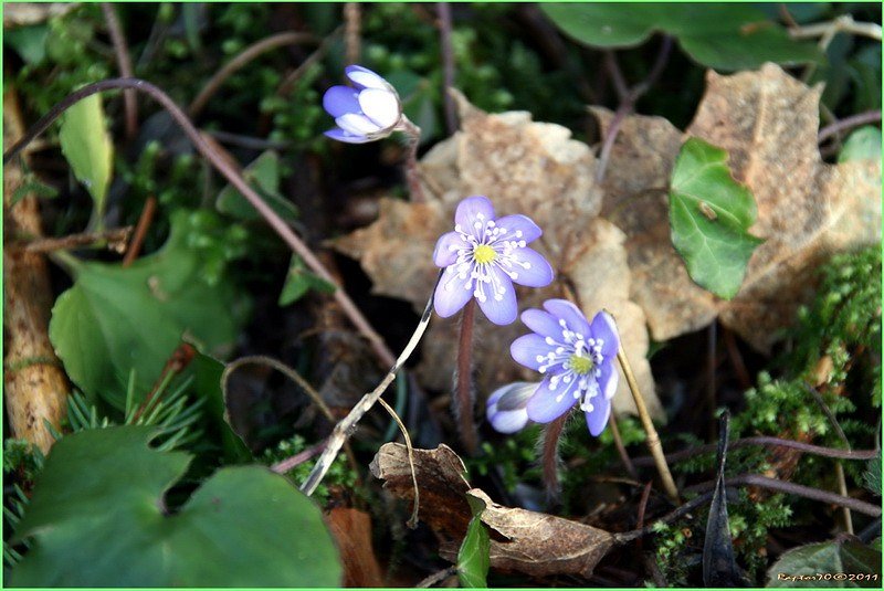 Frühlingsboten