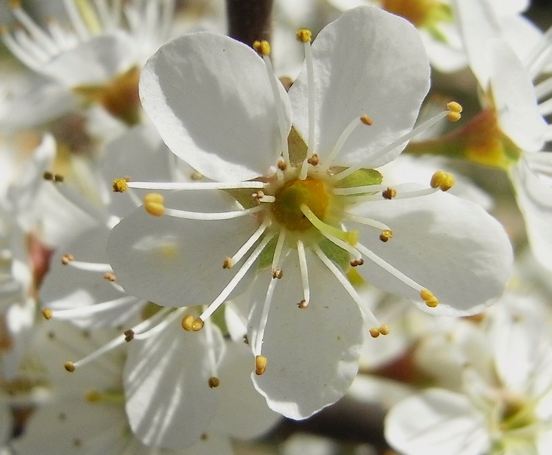 Fleur de prunellier