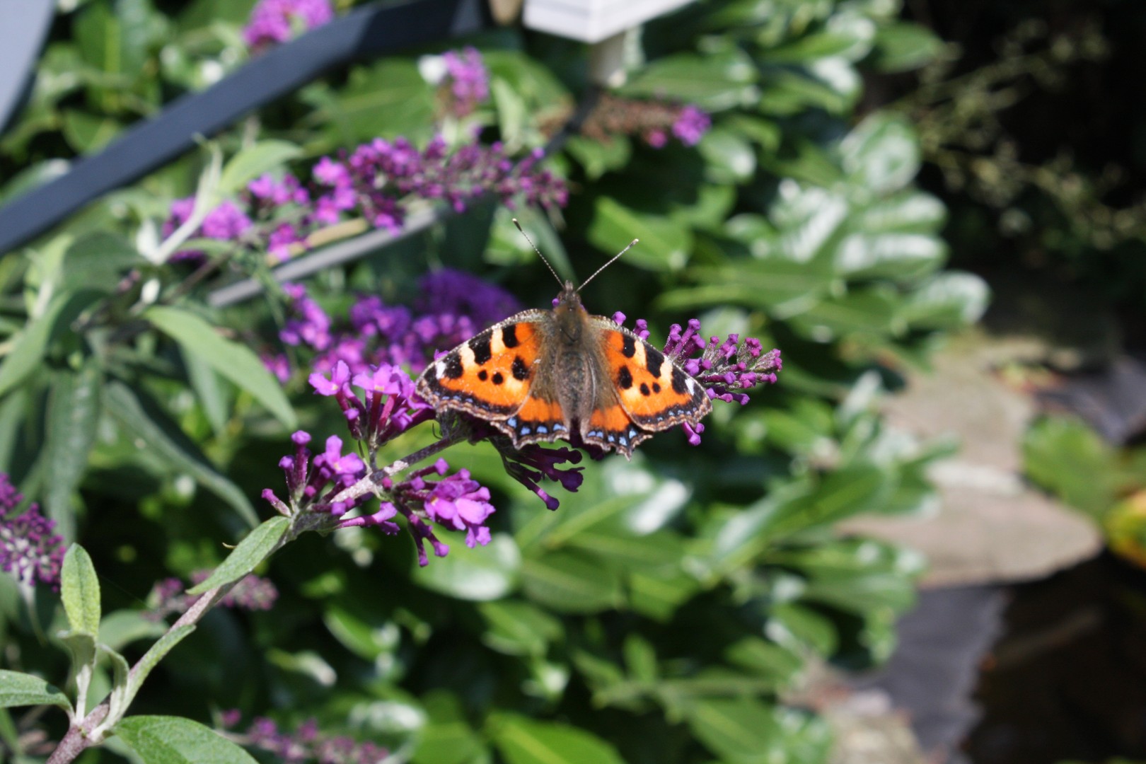 Kleiner Fuchs - Aglais urticae