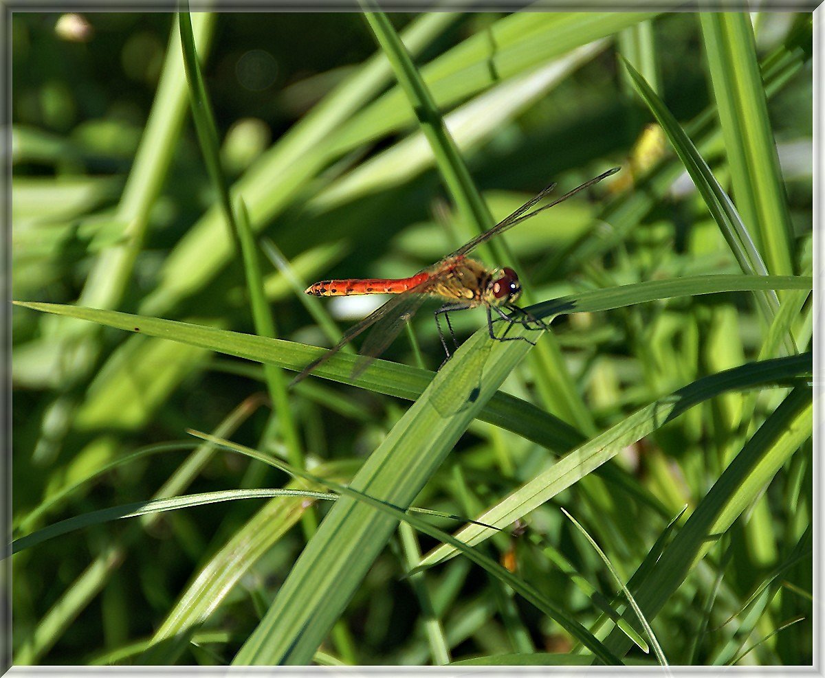 Rote Lybelle