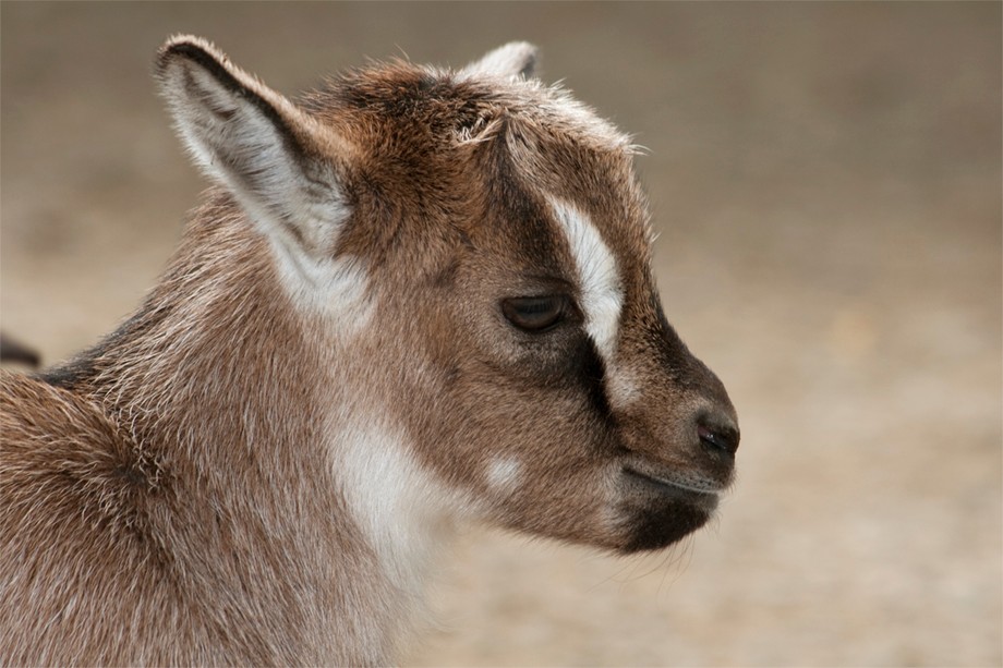 Kleine Ziege