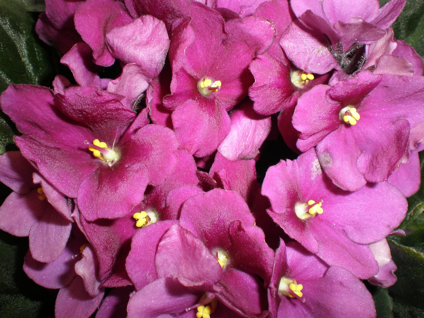 African Violets