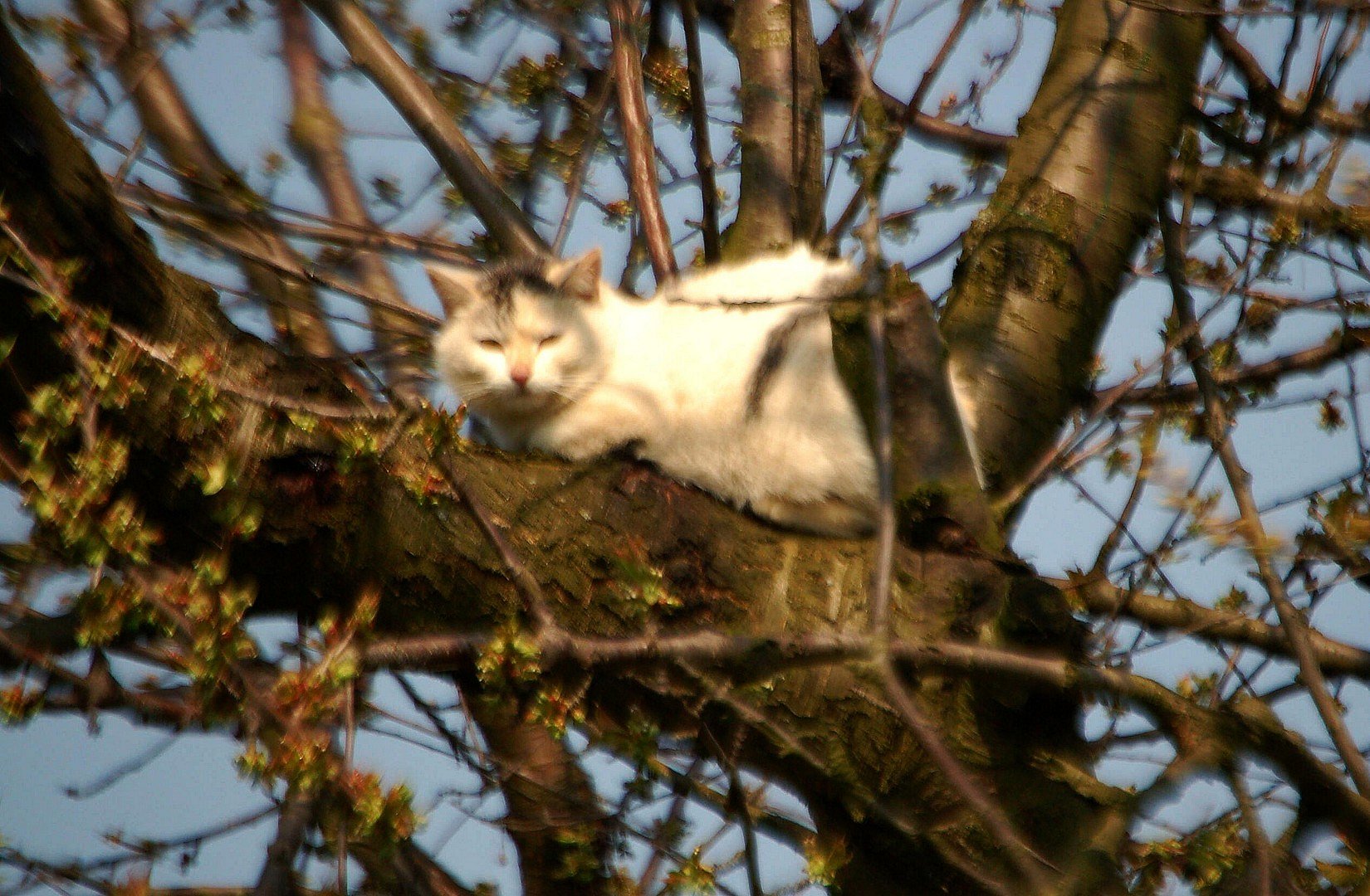 Katze im Hochstand