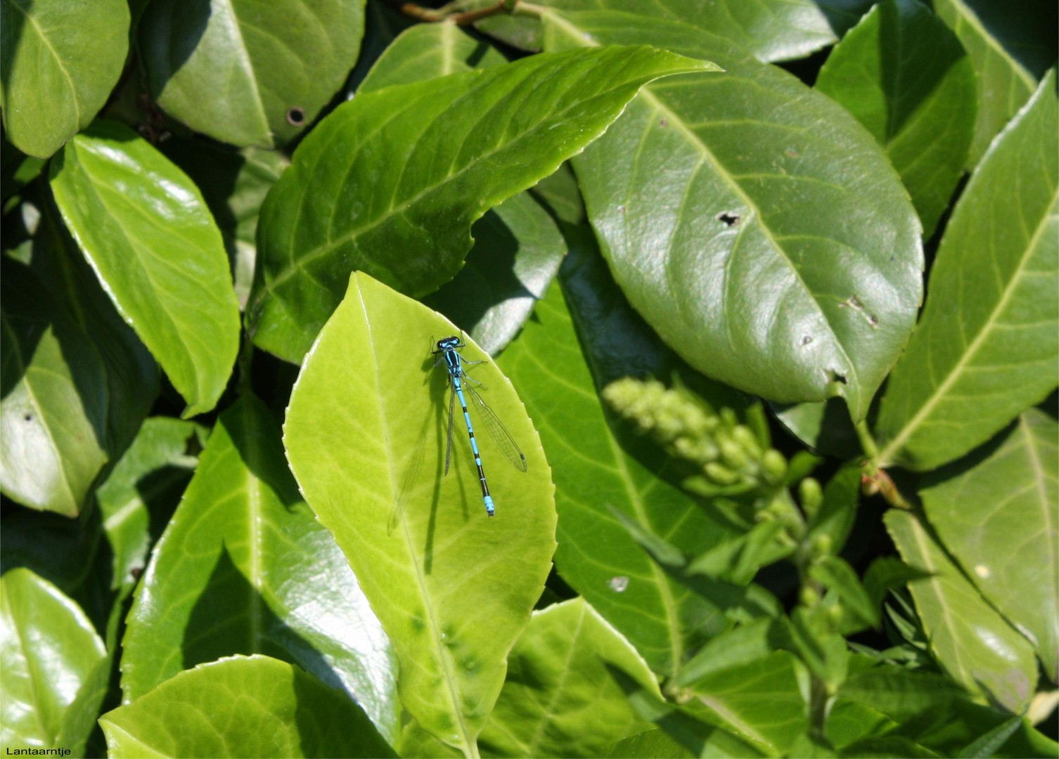 Azuurwaterjuffer (Coenagion puella)