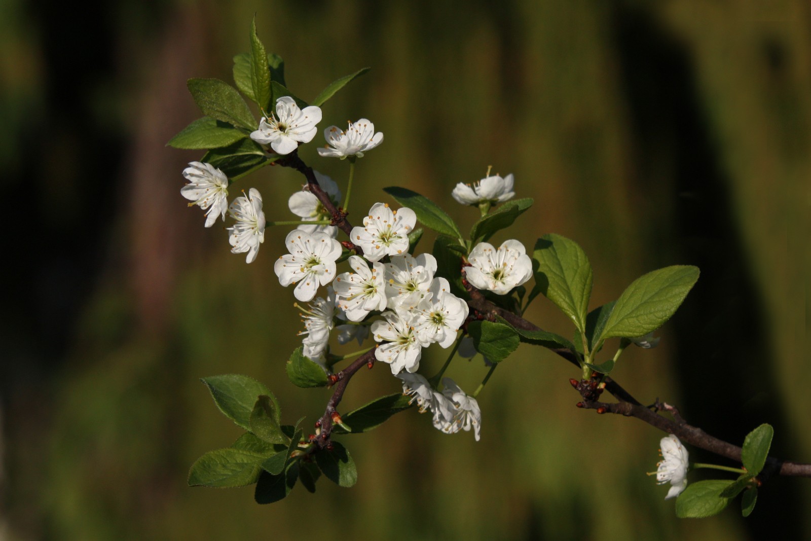 Frühling