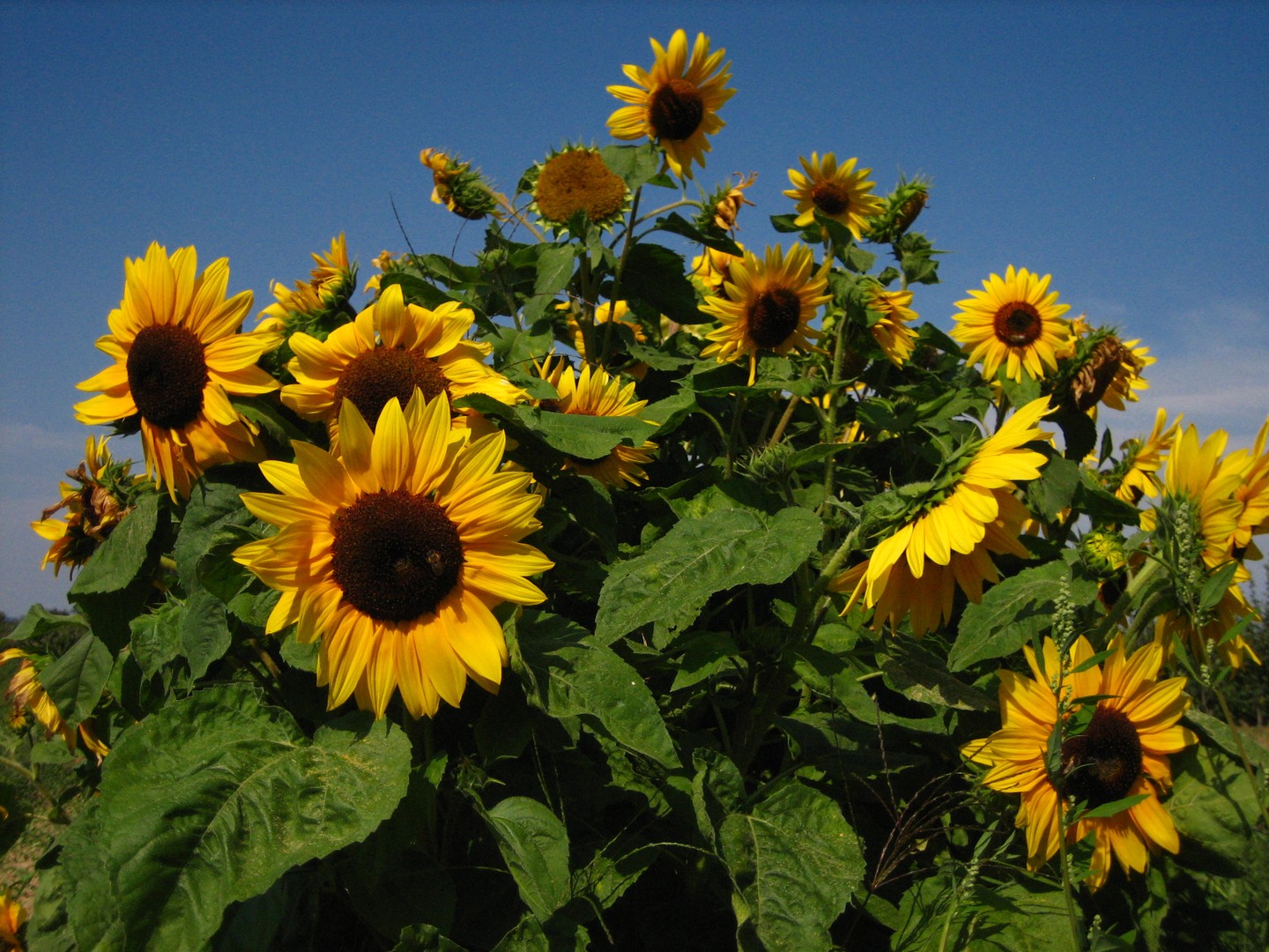 Sonnenblumen