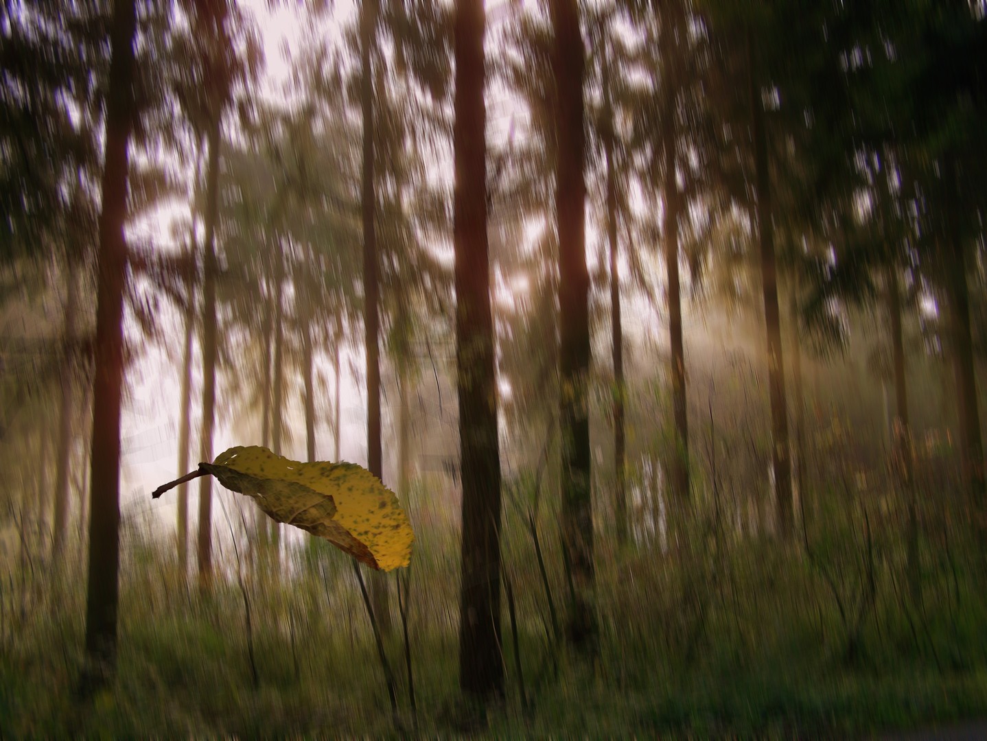 Herbst...die letzten fallenden Blätter...