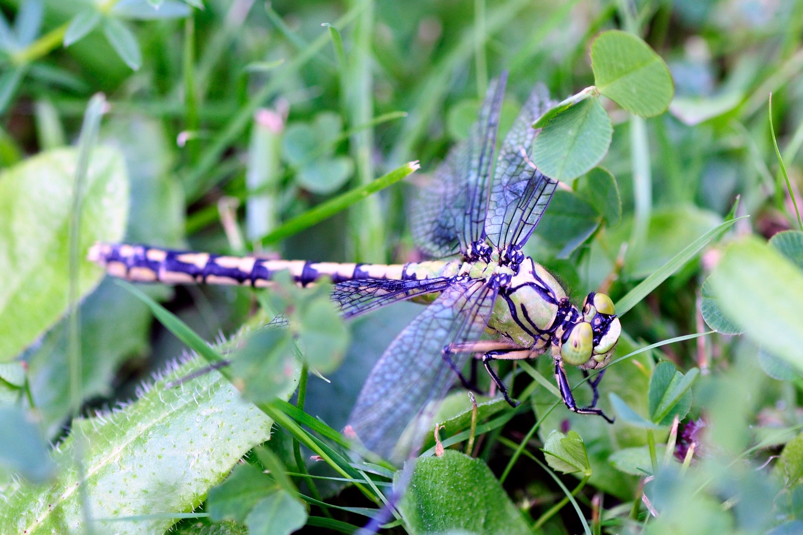 Libelle im Klee