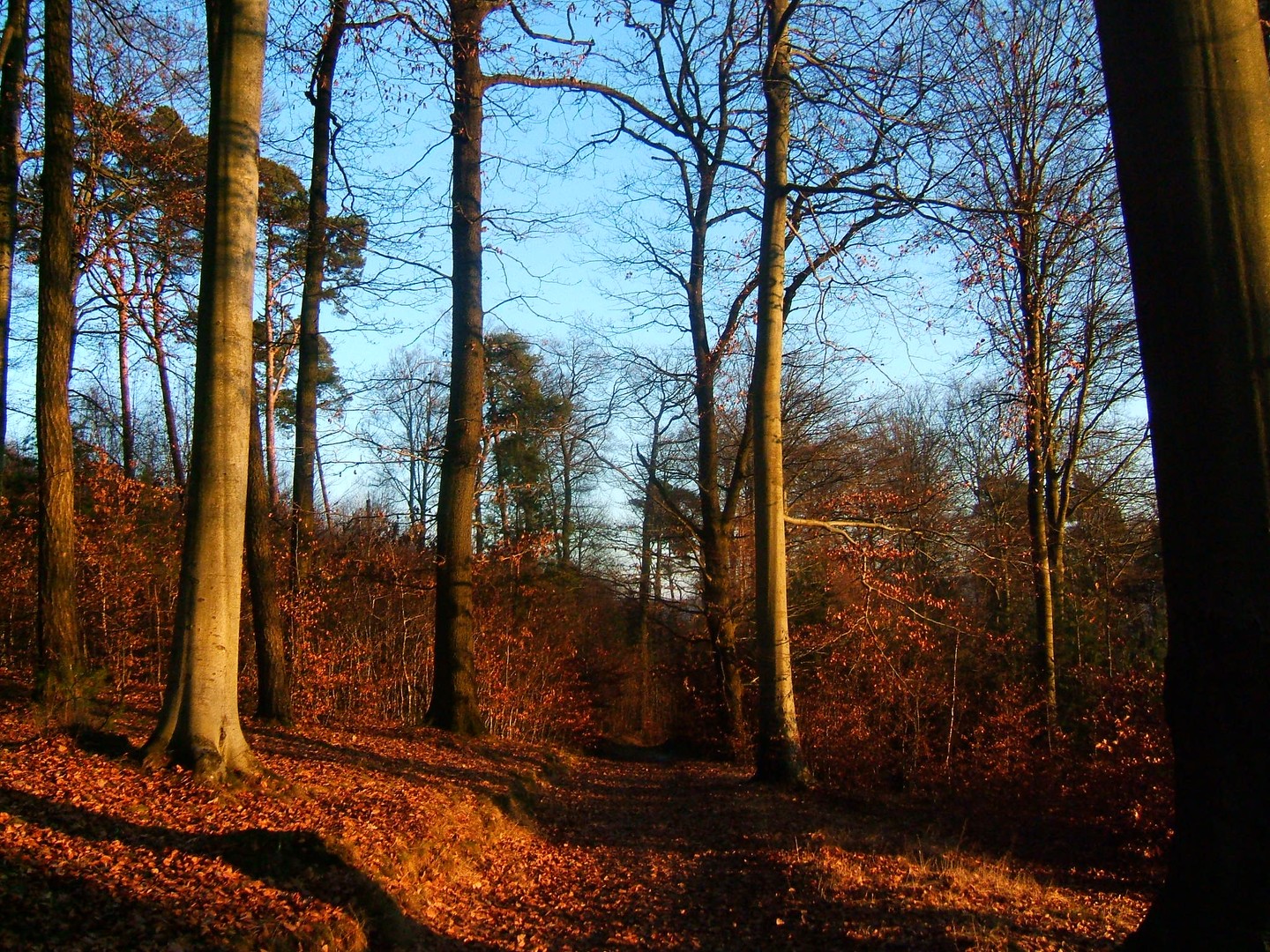 Herbstwald