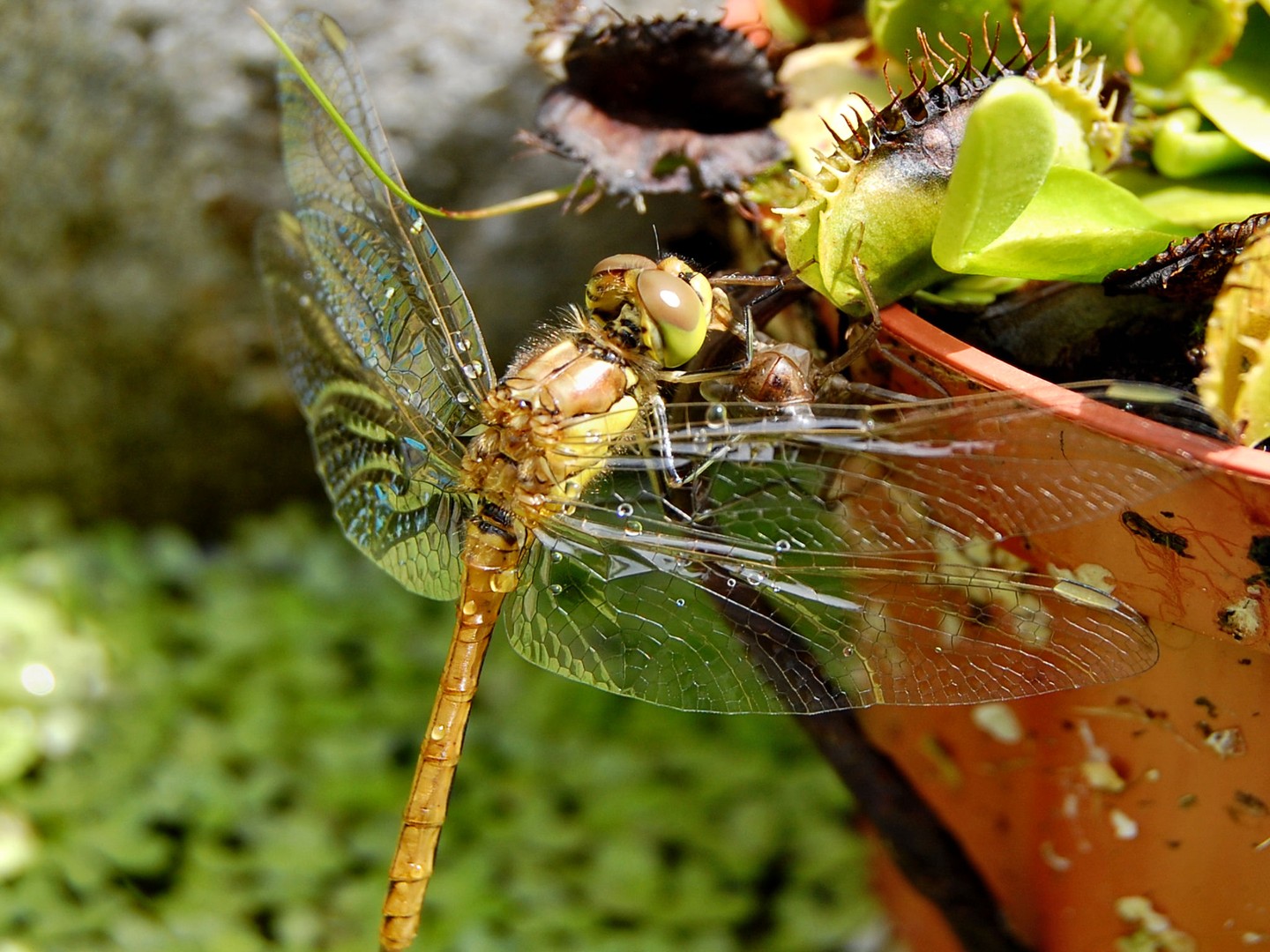 Frisch geschlüpfte Libelle  