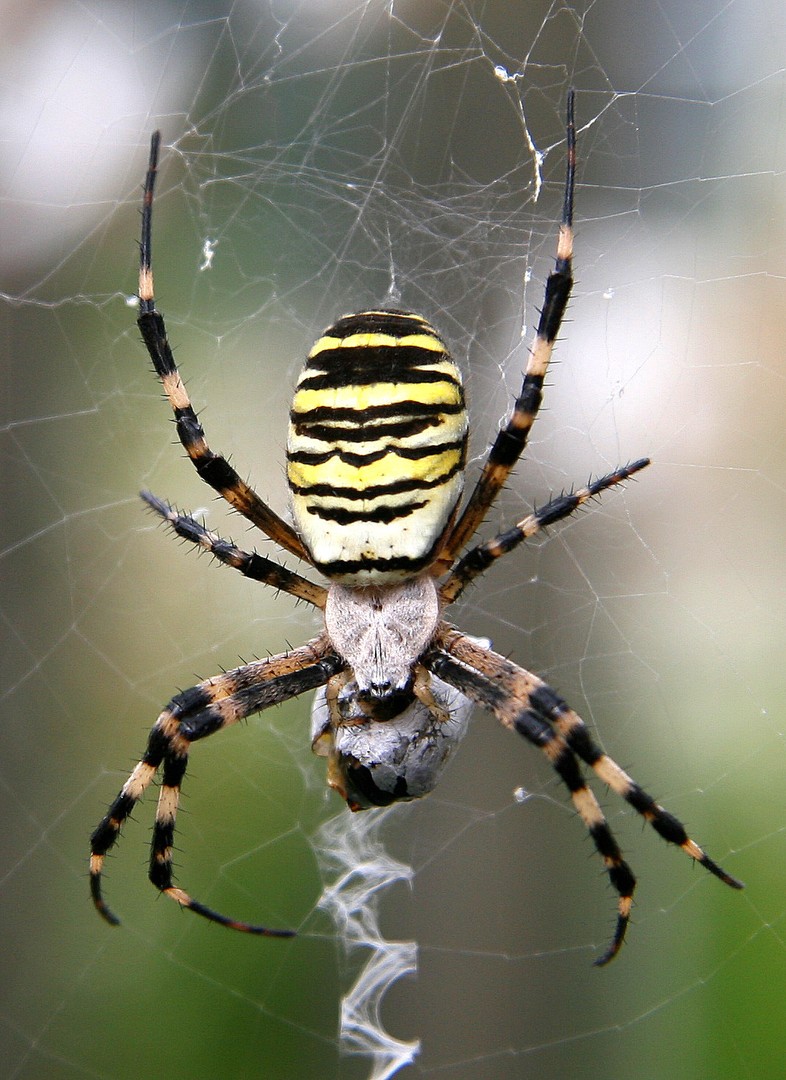 Zebraspinne