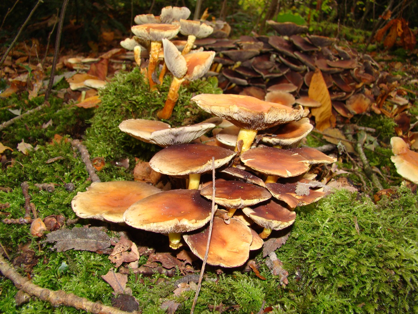 paddenstoelen