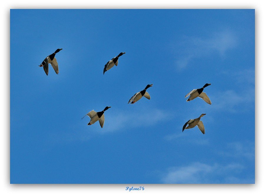 La patrouille....de canards