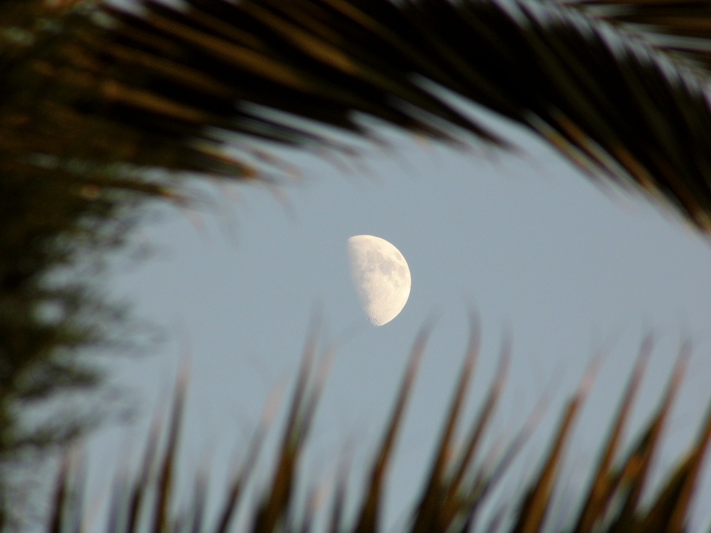 Mond in den Palmen