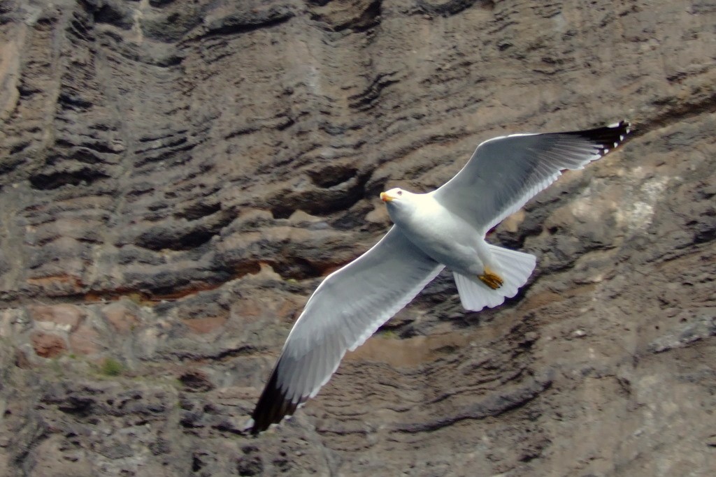 Der Flug der Möwe