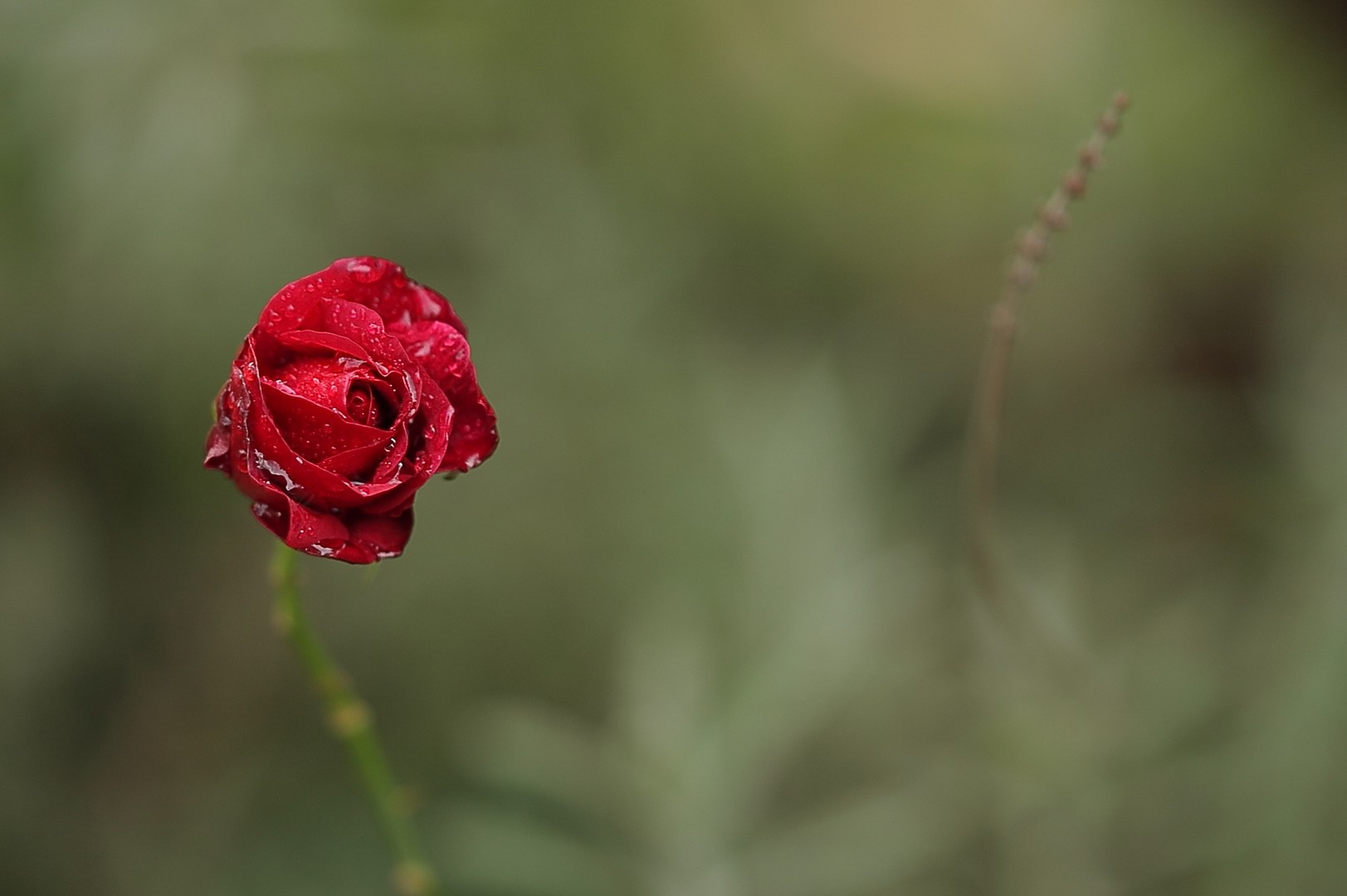 Abschied der Rosen