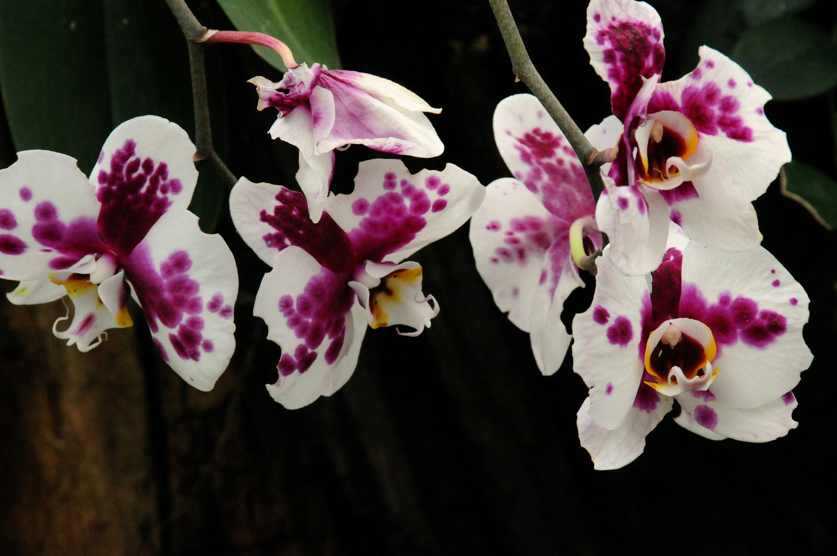 Orchideenblüten lila