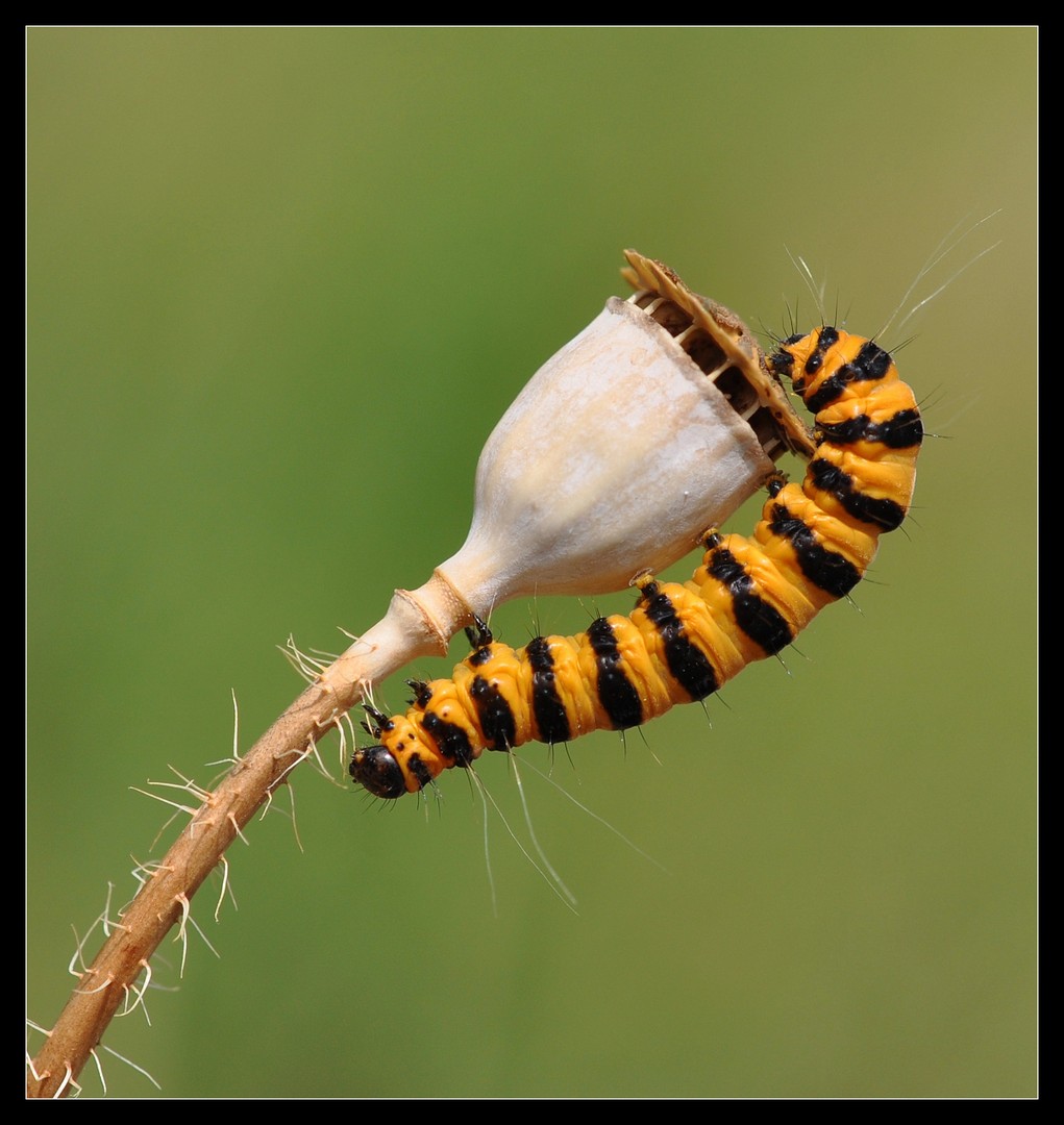 sint jacobs rups