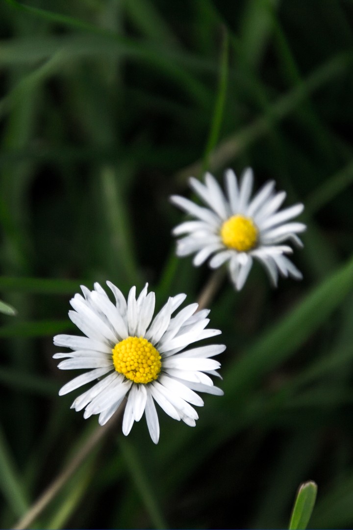 Gänseblümchen