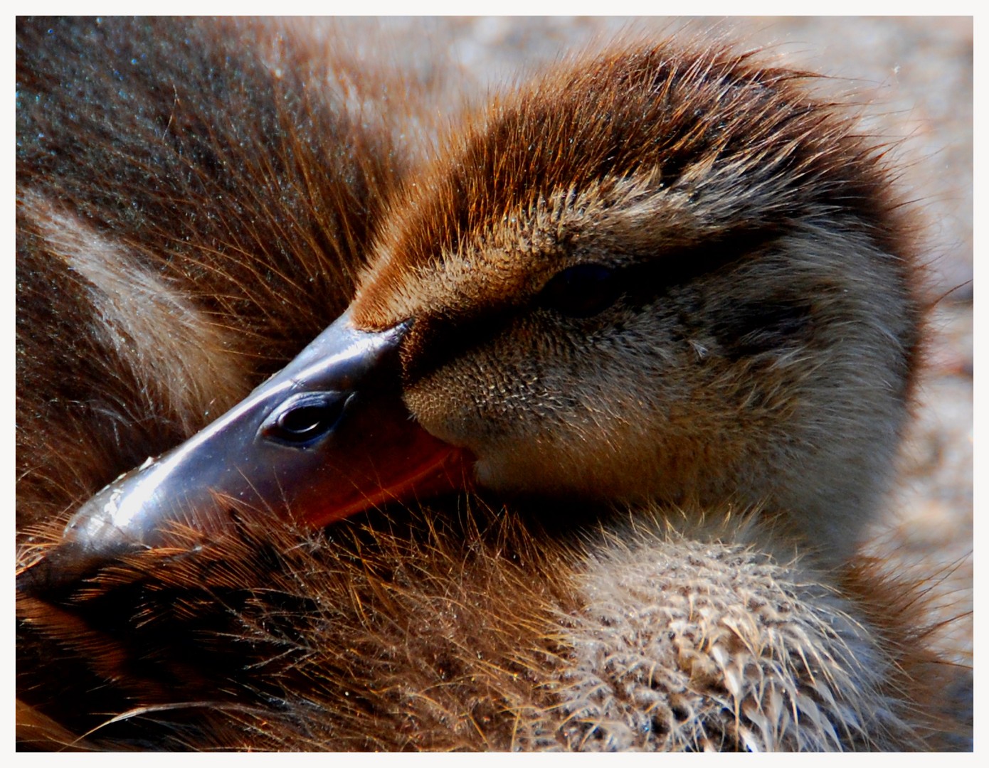 Sunny Duck