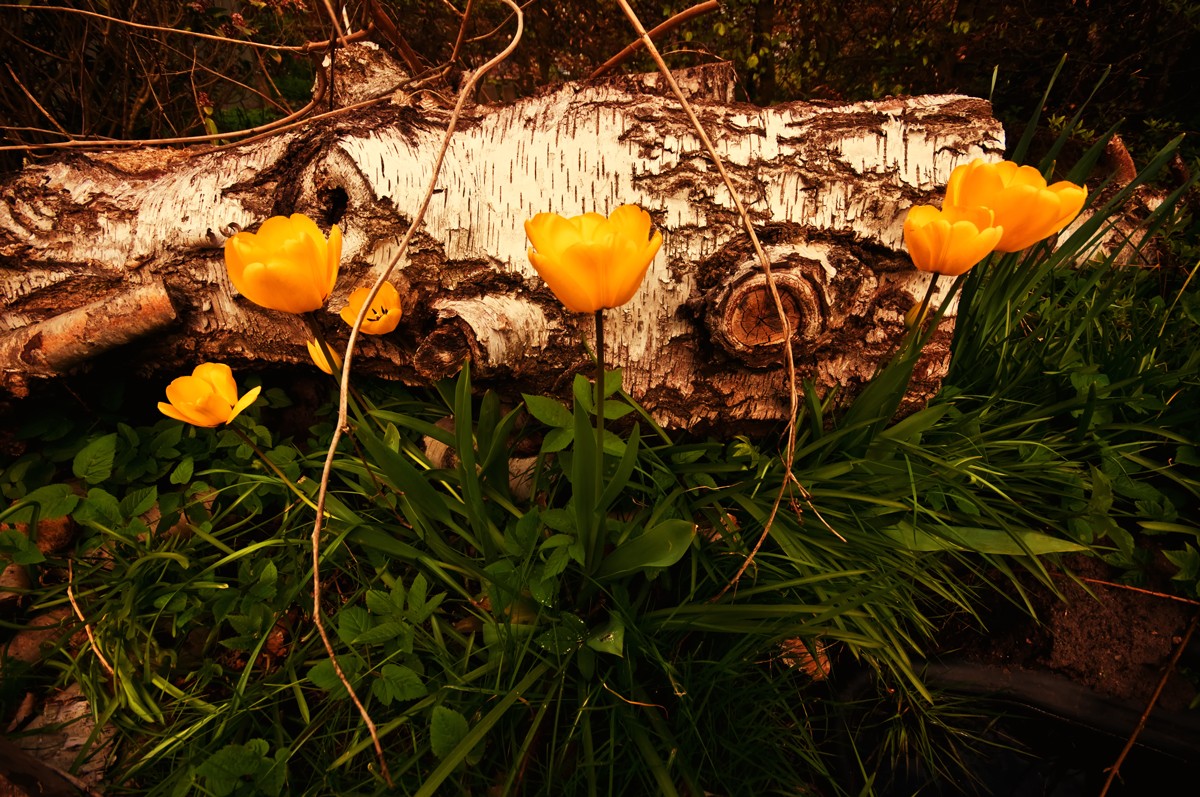 Tulpen im Garten