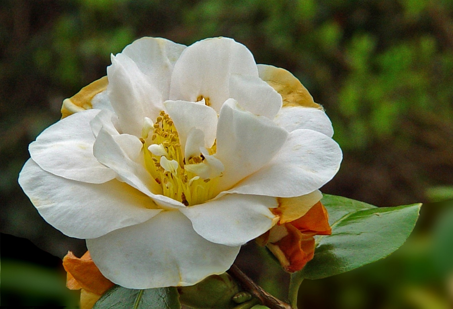 Camellia (2D)