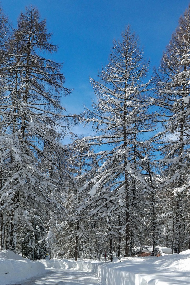 Neuschnee beim Winterwandern