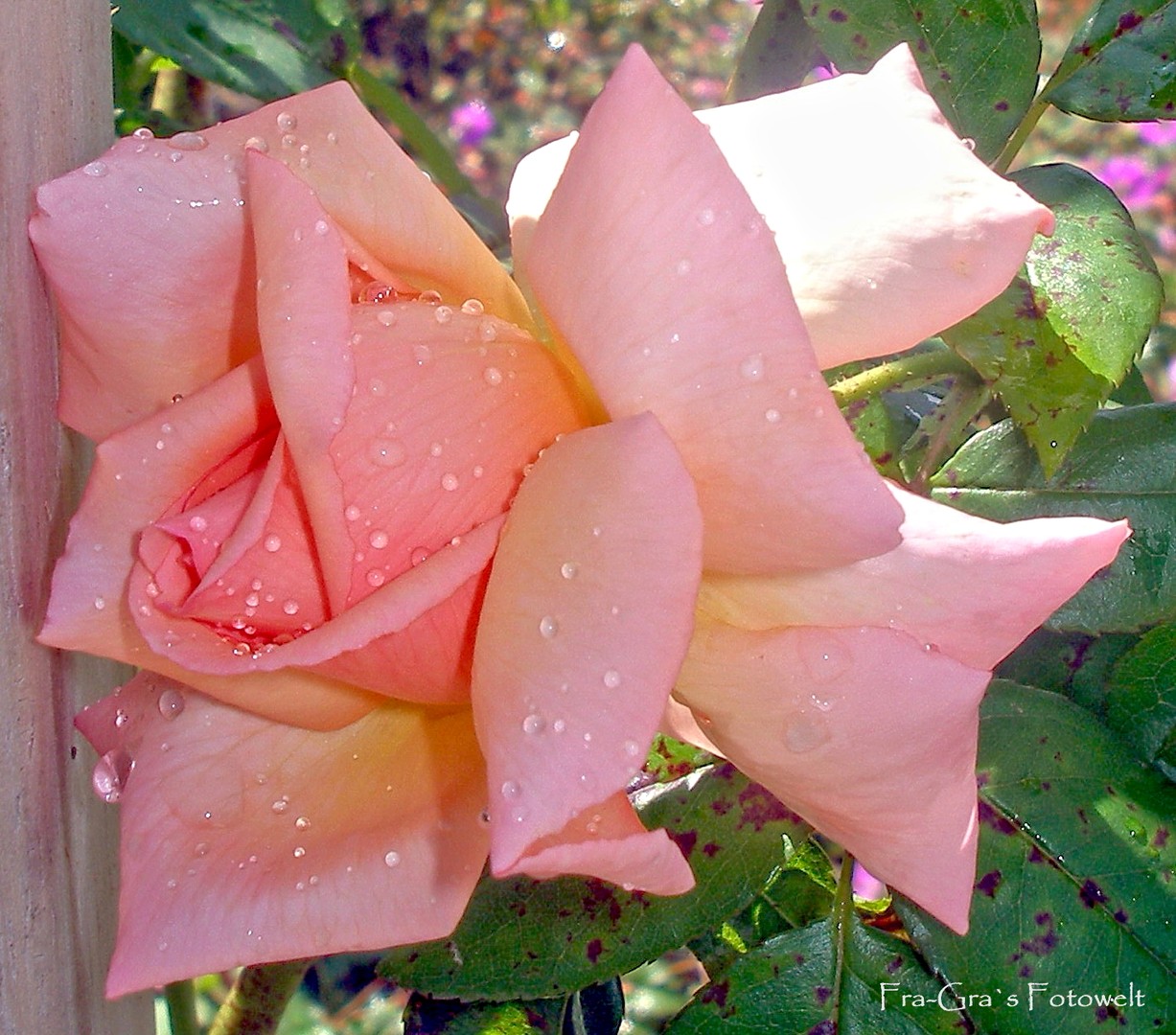 Rosenblüte nach dem Regen