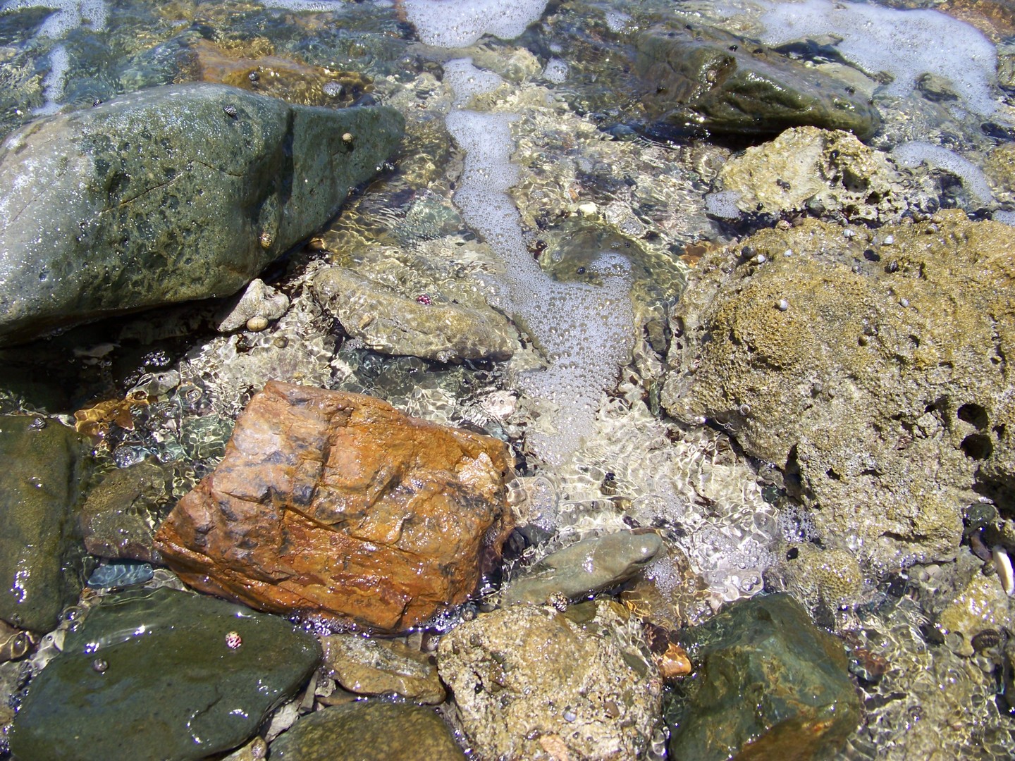 Tidepool