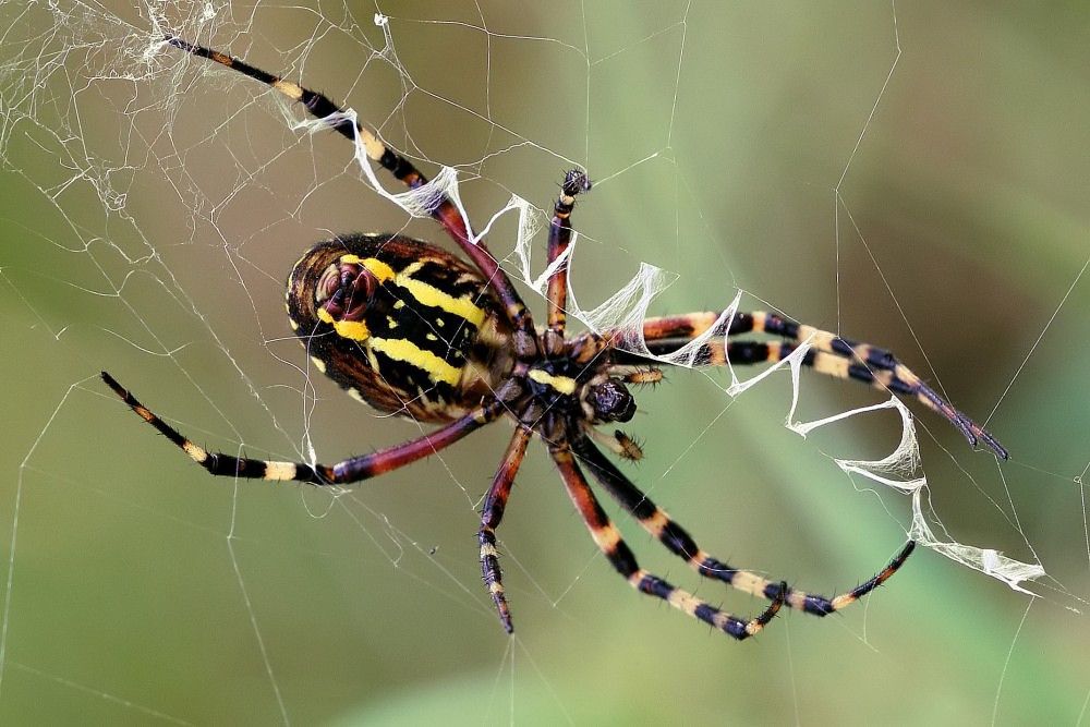 Wespenspinne (Argiope bruennichi)