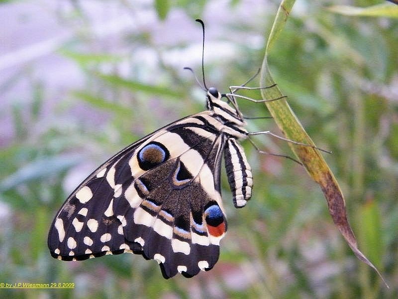 Schmetterling