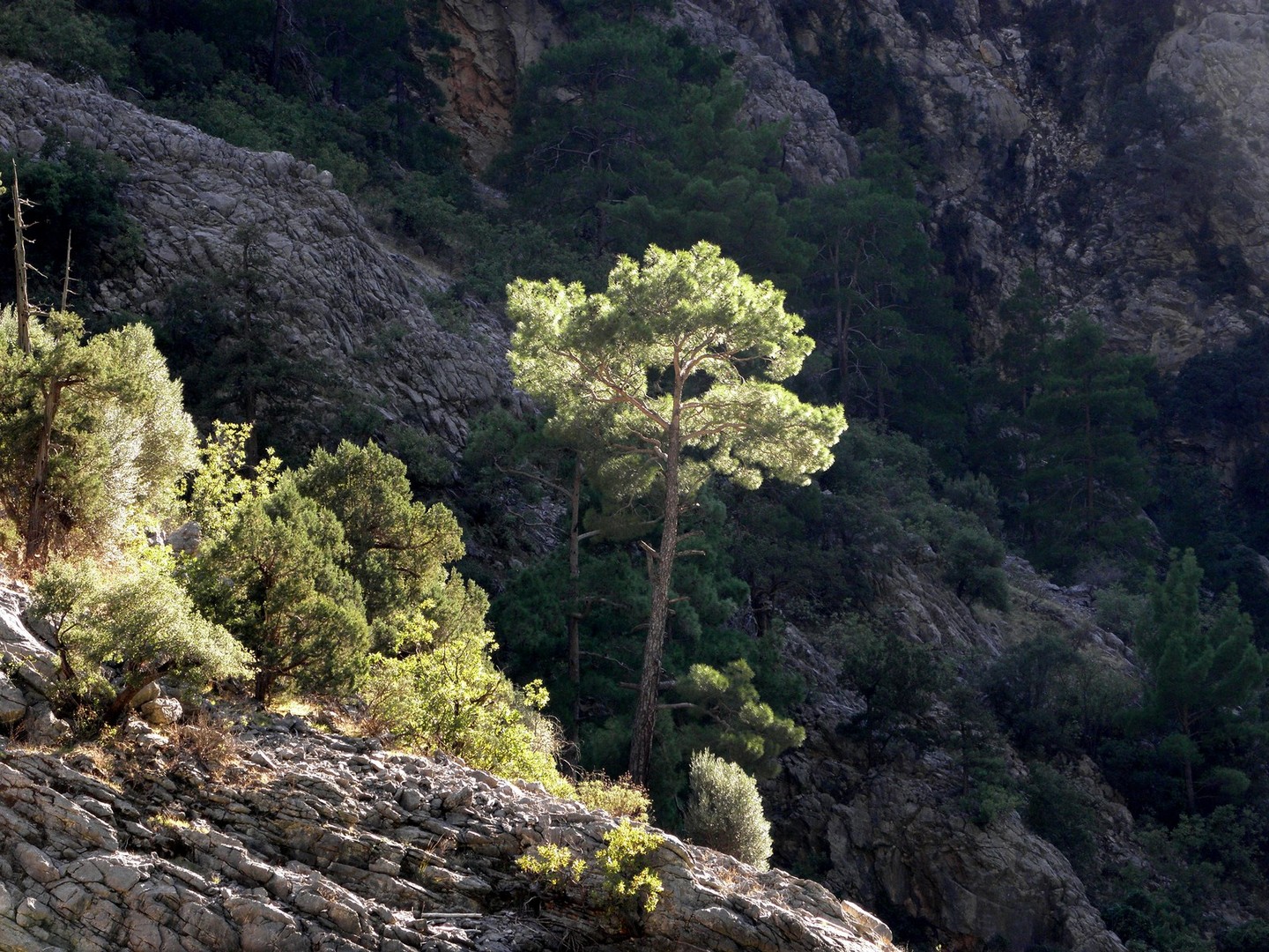 Leuchtender Baum