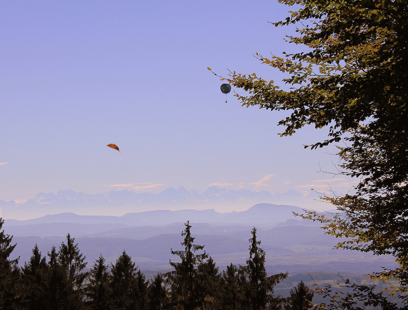 Ein Blatt fällt vom Himmel...