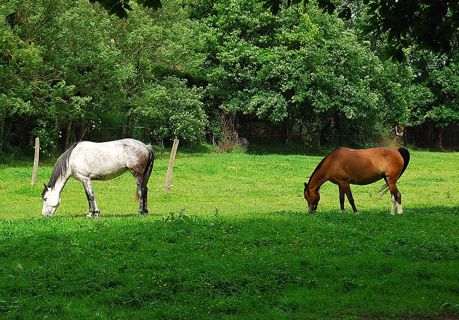 Chevaux.