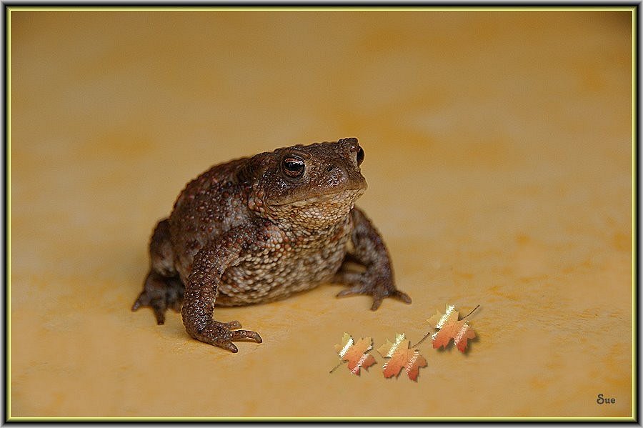 Mein Gartenfrosch