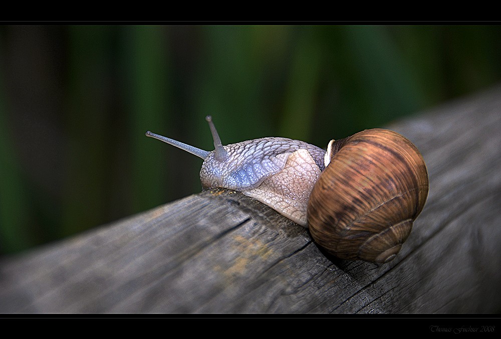 Weinbergschnecke