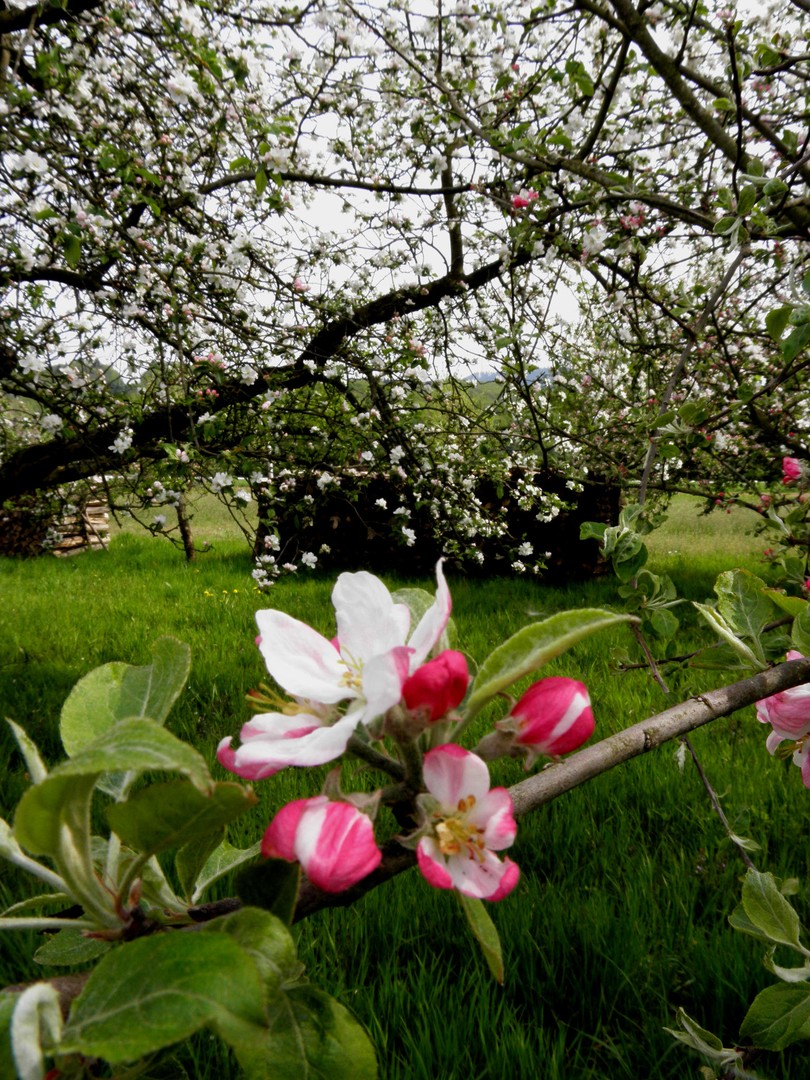 Baumblüte ...