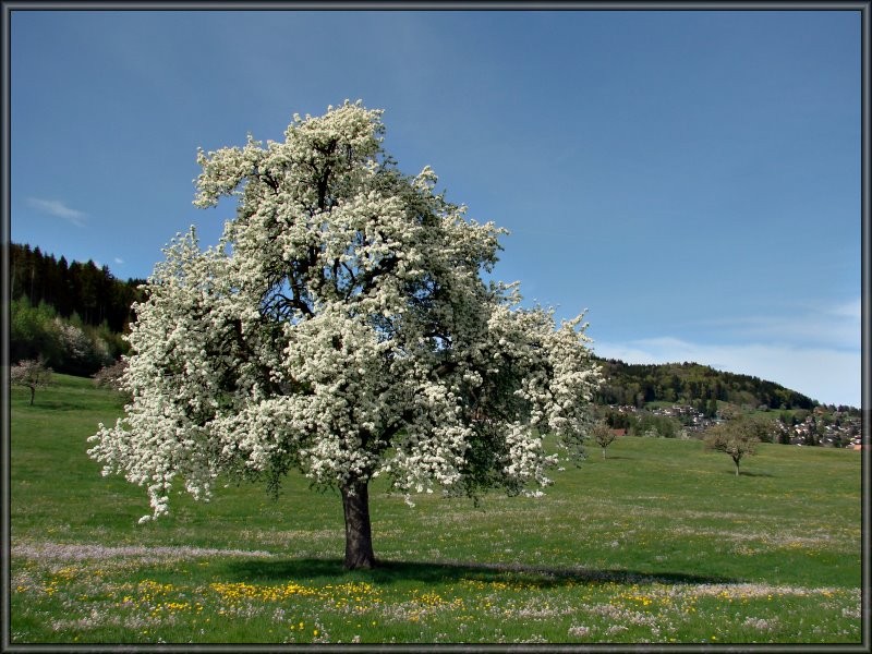 Blühender Apfelbaum