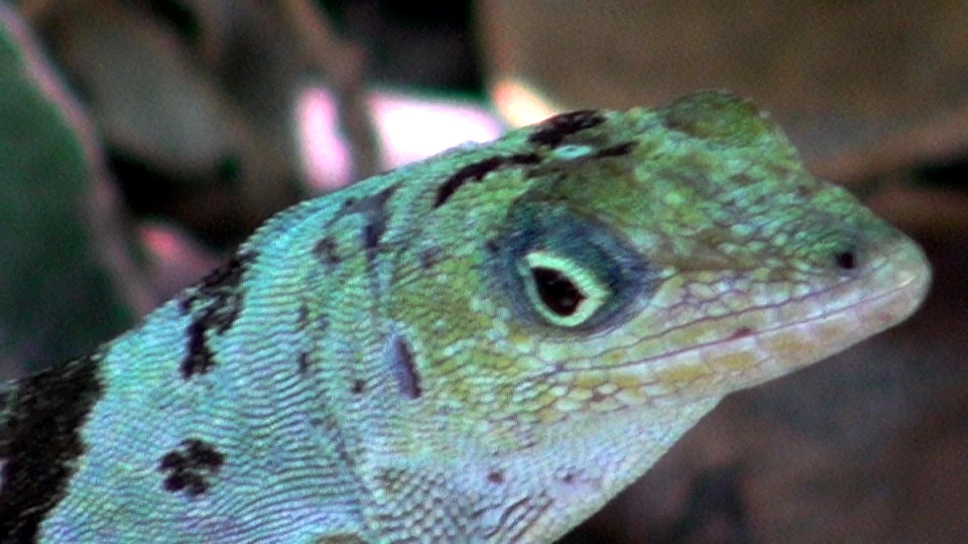 Lezard Anoli