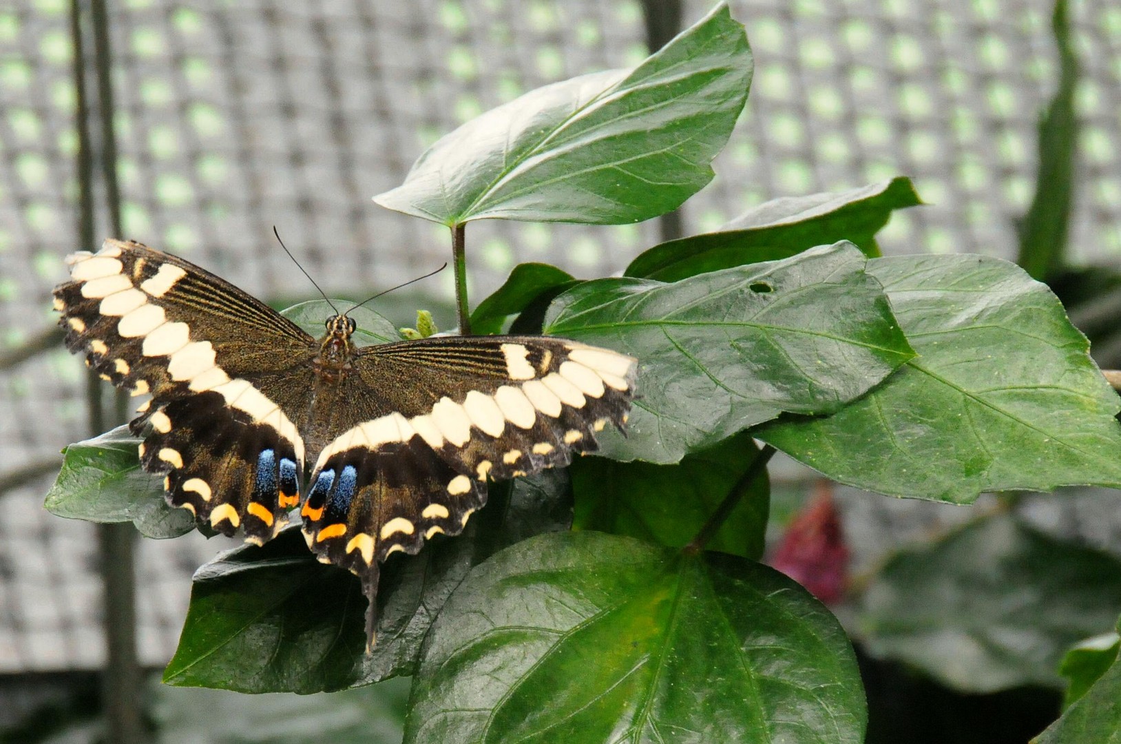 Schmetterling