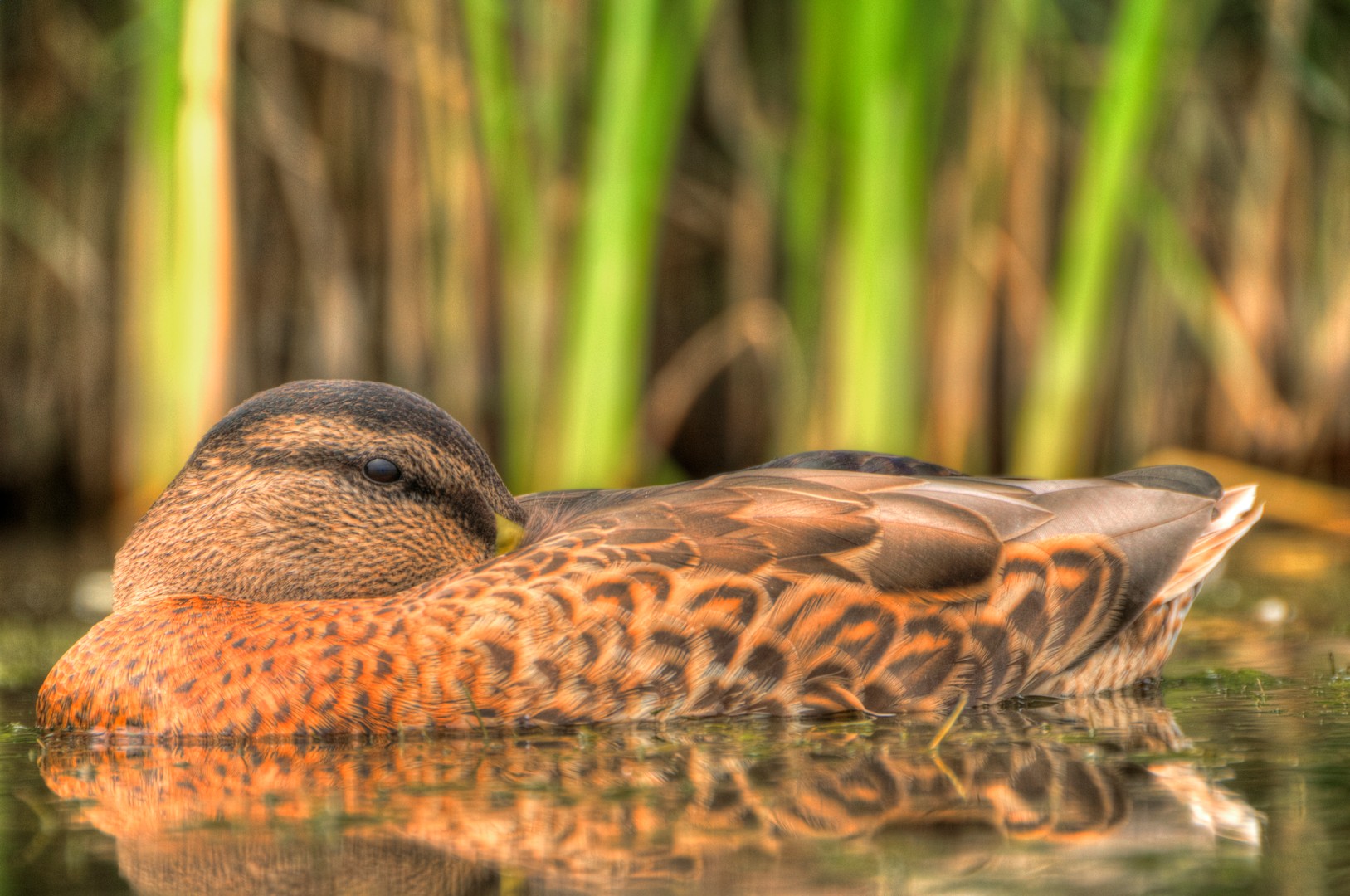 Duck is sleeping