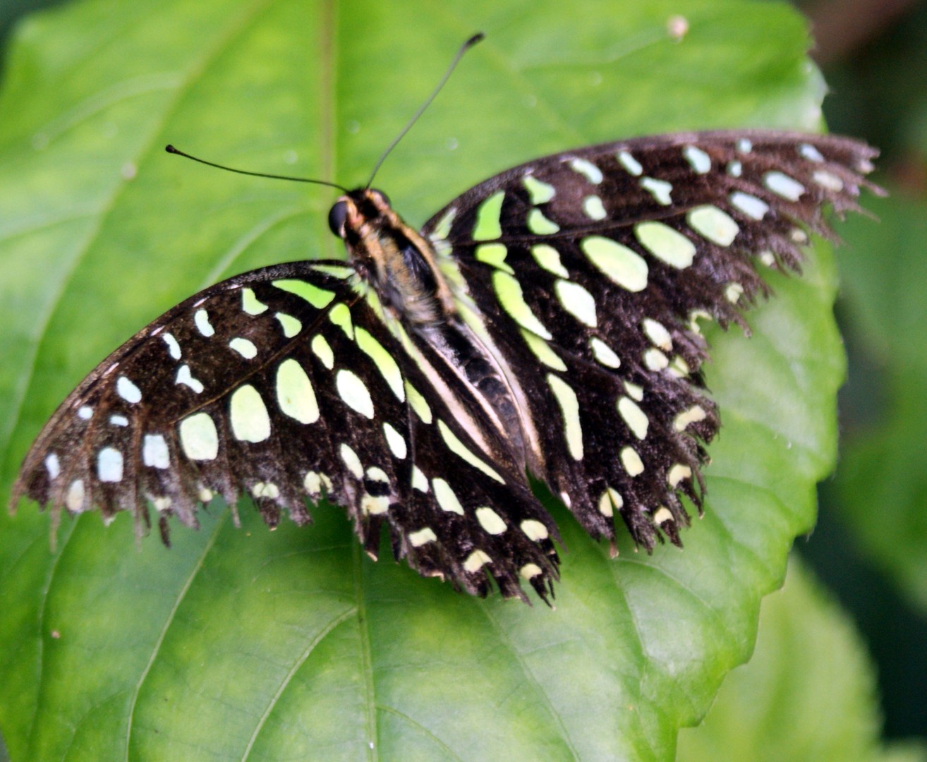 Schmetterling