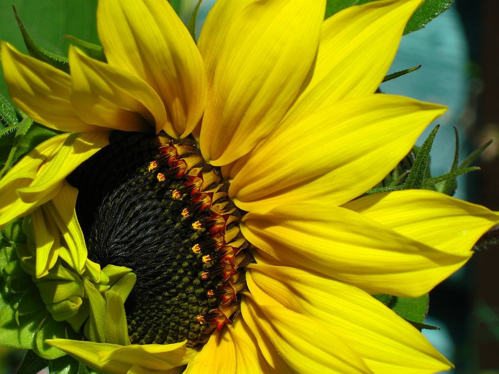 The Bashfull Sunflower