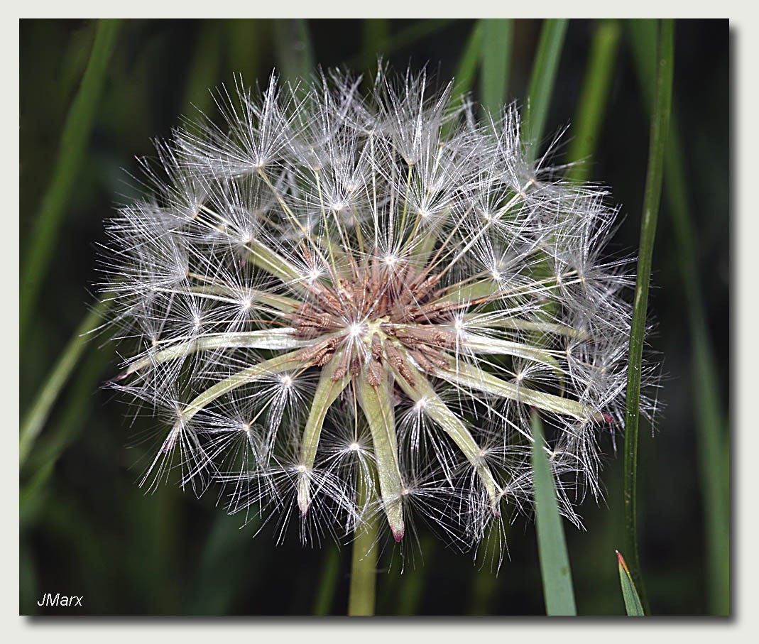 Pueteblumen