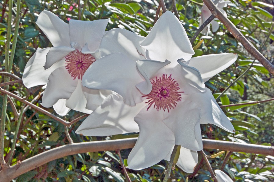 2 Magnolienblüten