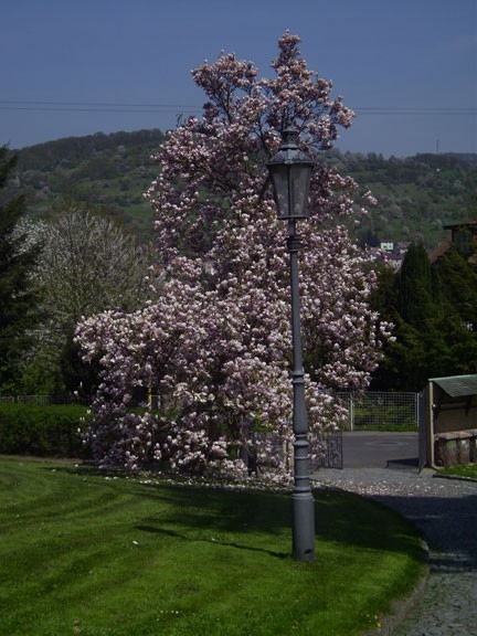 Der Frühling leuchtet